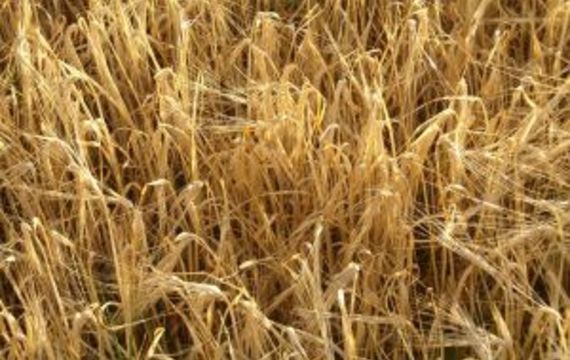 Oat