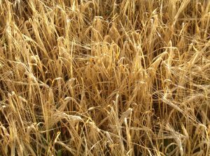 Oat - picture no. 1