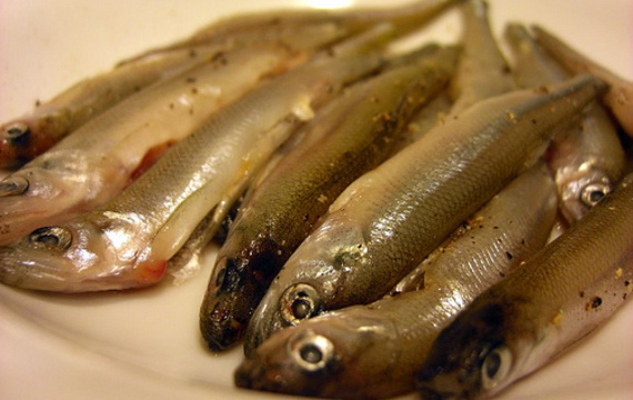 Sprats