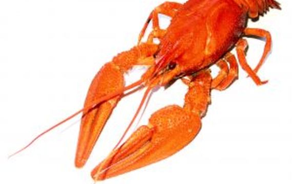 Crayfish