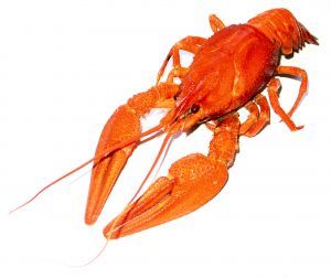 Crayfish - picture no. 1