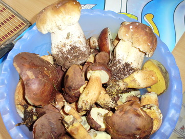 Mushrooms - picture no. 1