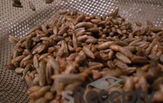 Rye sprouts