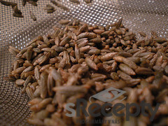 Rye sprouts - picture no. 1