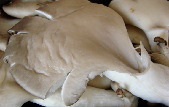 Oyster mushroom
