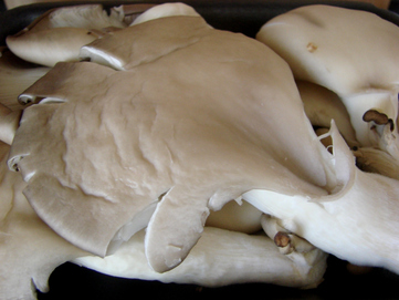 Oyster mushroom - picture no. 1
