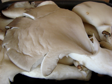 Oyster mushroom - picture no. 1