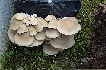 Oyster mushroom - picture no. 2