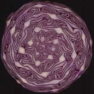 Red cabbage - picture no. 2