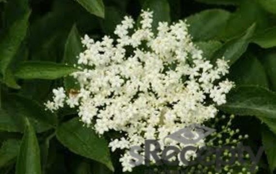 Elderberry flower