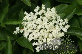 Elderberry flower - picture no. 1