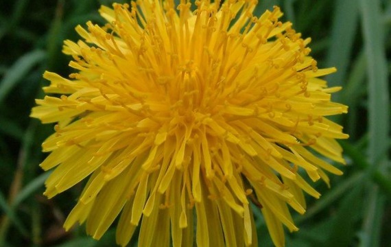 Dandelion