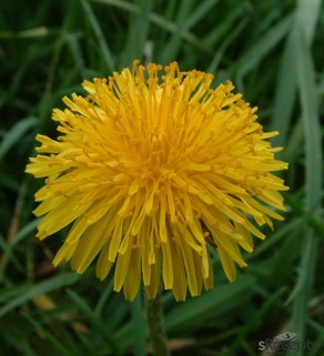 Dandelion - picture no. 1