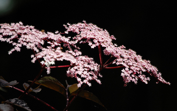 Elderberry
