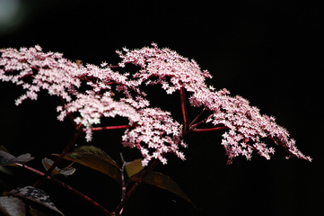 Elderberry - picture no. 1
