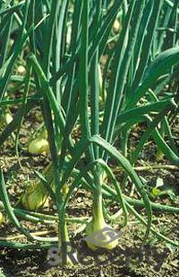 Onion leaves - picture no. 1