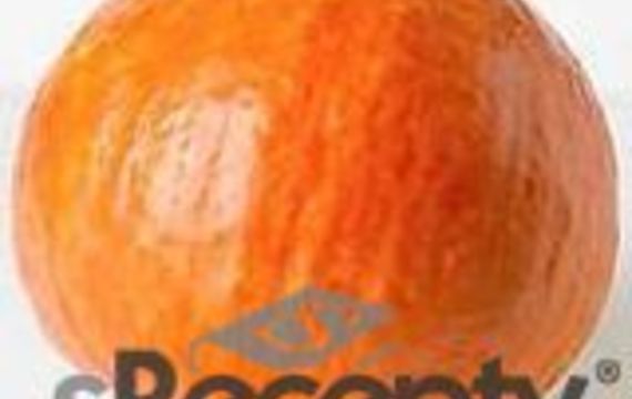 Hokkaido pumpkin