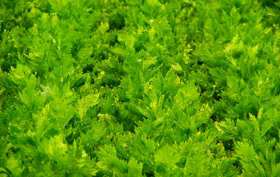 Celery leaves