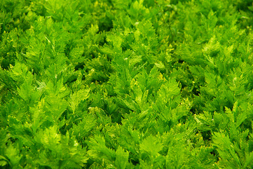 Celery leaves - picture no. 1