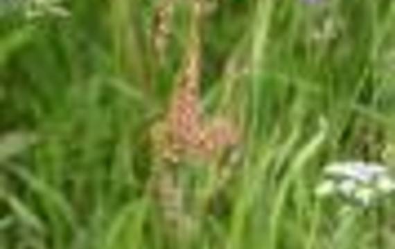 Sorrel
