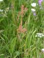 Sorrel - picture no. 1