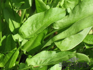 Sorrel - picture no. 2